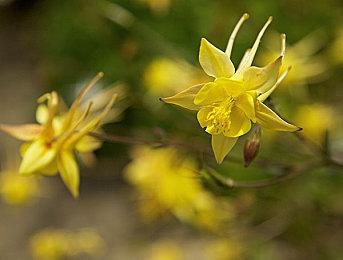 米哈游《崩坏：星穹铁道》被苹果商店泄密：4月26日上线